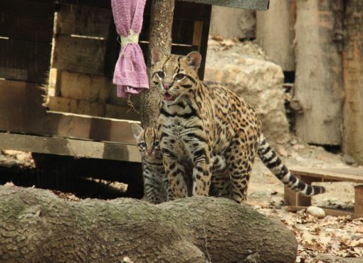 < img src="http://www.la-notizia.net/ocelot" alt="ocelot"