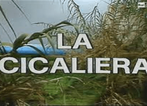 la cicaliera